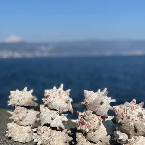 プロフィール画像：N