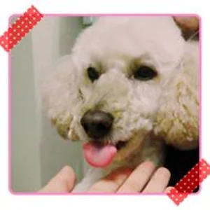 プロフィール画像：tomi.t