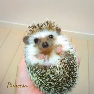 プロフィール画像：Miwa