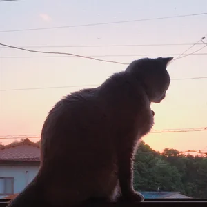 プロフィール画像：apple_jg