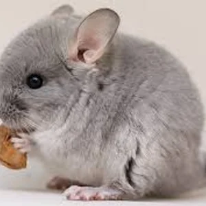 プロフィール画像：A.M