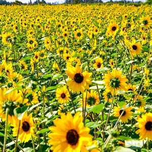 プロフィール画像：写真太郎