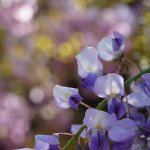 プロフィール画像：yukko