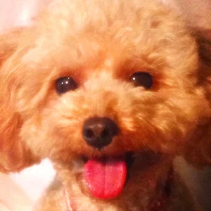 プロフィール画像：Akiko Eguchi