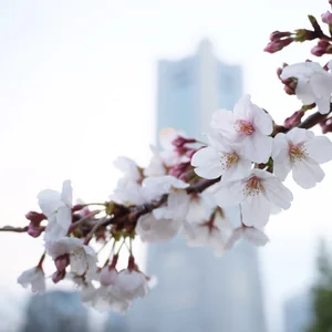 プロフィール画像：telefonkabel