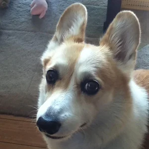 プロフィール画像：らん