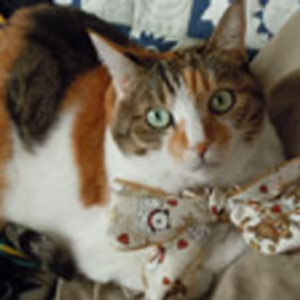 プロフィール画像：みけねこみみ